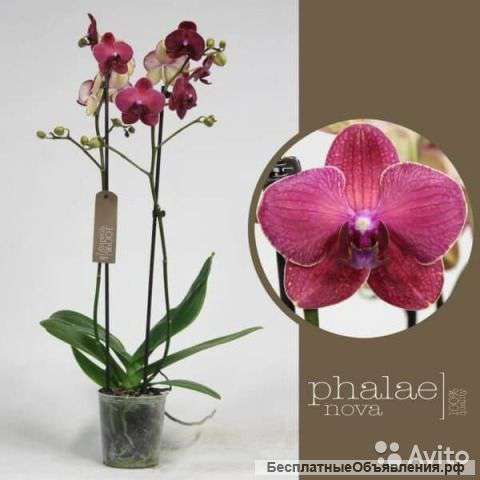 Орхидея Фаленопсис Кимоно, 1.2 ст