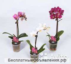 Орхидея Фаленопсис-мини, Калимеро, MIX