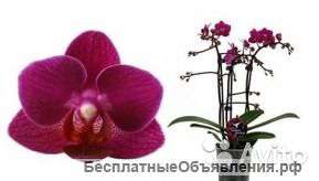 Орхидея Фаленопсис-мини, Колибри Бразил, 2 ст