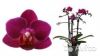 Орхидея Фаленопсис-мини, Колибри Бразил, 2 ст