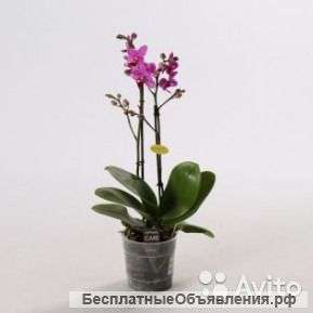 Фаленопсис -мини, Колибри Каталина 2 ст