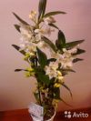 Орхидея дендробиум кумико 3 цветоносца