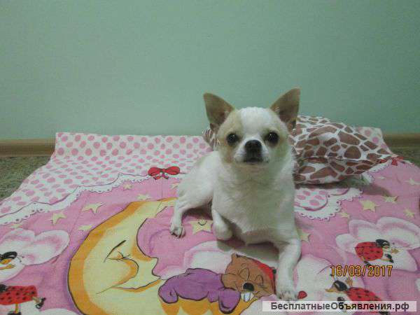 Гостиница для животных