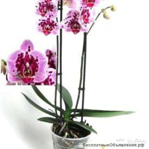 Орхидея Фаленопсис Адам 1.2 ст