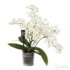 Фаленопсис дикий 4 ст белый