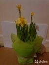 Нарциссы в горшке в фетре