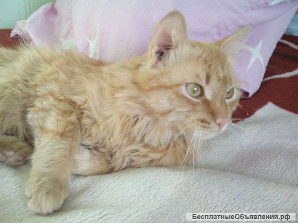 Отдам кота в добрые руки.