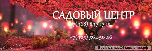 Садовый центр
