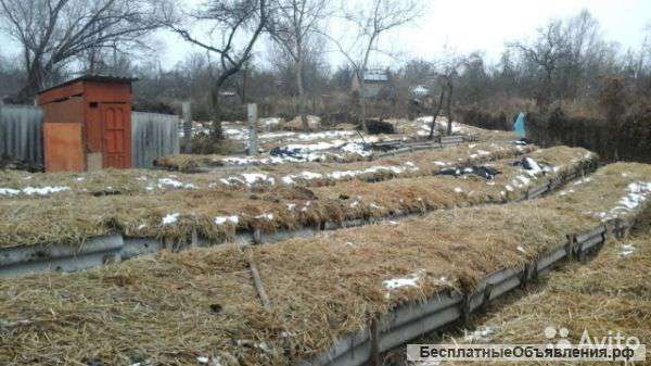 Черви дендробена старатель калифорнийский