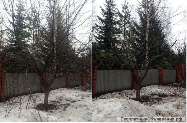 Санитарная обрезка, кронирование деревьев