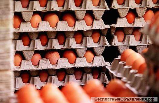 Яйцо куриное оптом от производителя