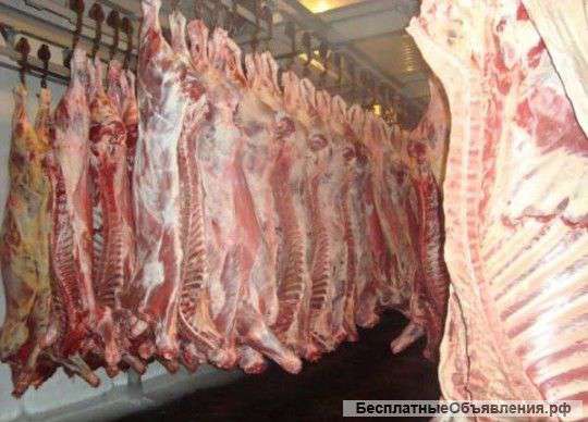 Охлажденная говядина оптом от производителя