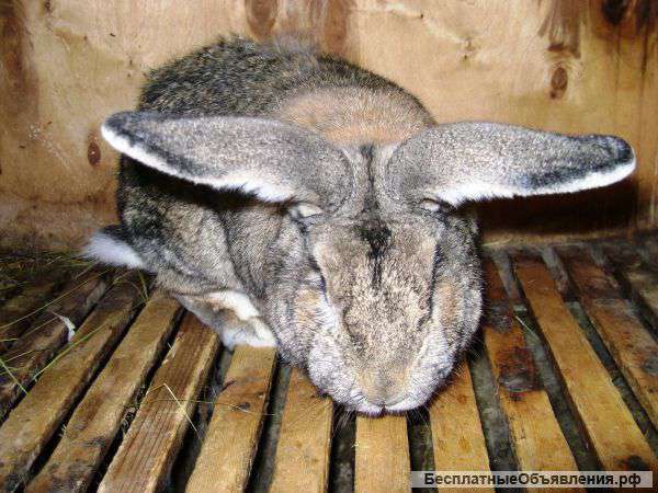 Кролики мясной породы (Фландры)