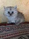 Персидские классические котята