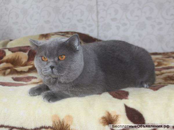 Британский кот - вязка с вашей кошечкой