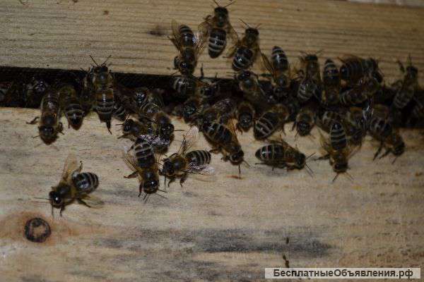 Пчелопакеты (Пчелы) карника Бакфаст