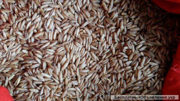 Pеализуем посевной материал яровых с/х культур