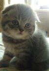 Rainbow Kitten
