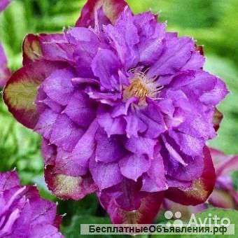 Клематис гибридный Вивиан Пеннелл саженец