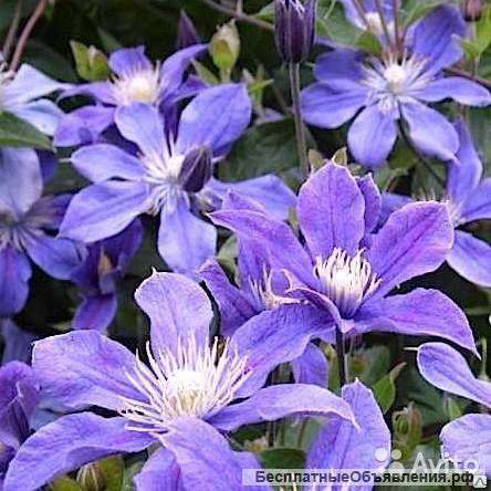 Клематис цельнолистный Арабелла саженец