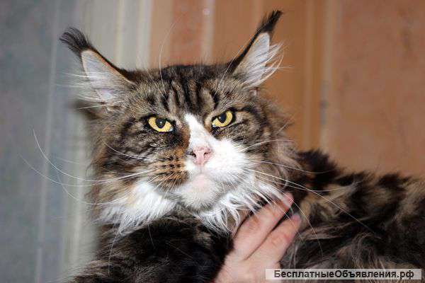 Огромные кошки и котята мейн кун