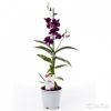 Орхидея Дендробиум Санок Пурпл Хеппинесс 1 ст