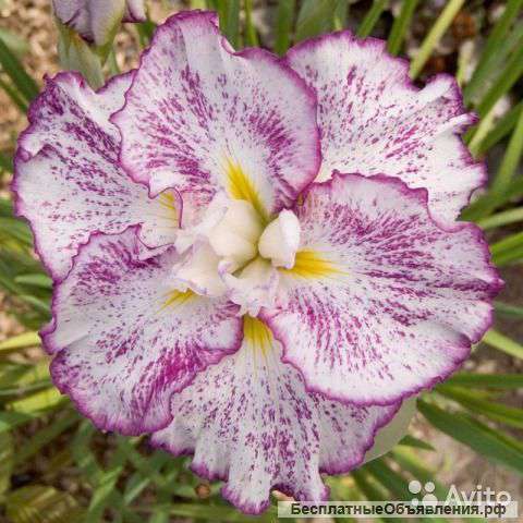 Ирис ensata freckled geisha луковицы