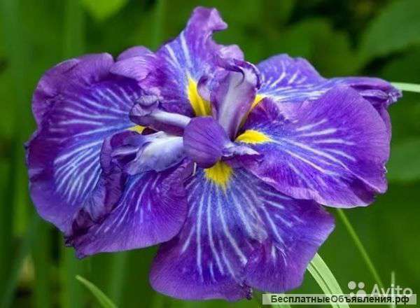 Ирис Electric Rays (Электрик Рейз) луковицы