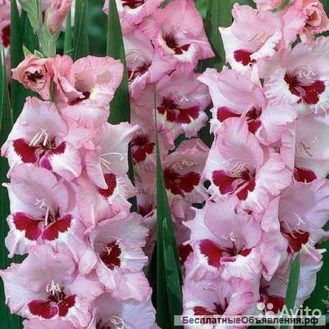 Гладиолусов Wine And Roses луковицы