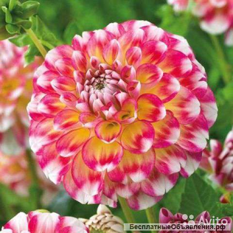 Георгин Hawaii луковицы