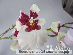 Орхидея Мильтонидиум Бартли Вайт