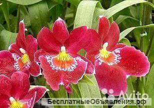 Орхидея Мильтониопсис Ред Ислер 2 ст