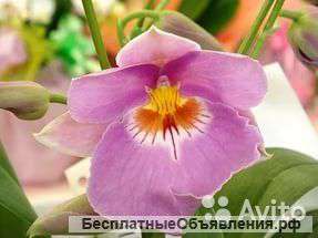 Орхидея Мильтония Эн Вит