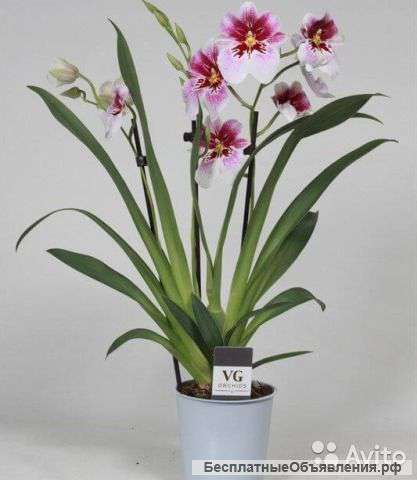Орхидея Мильтония Принцесса Диана 3, 4 ст