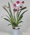 Орхидея Мильтония Принцесса Диана 3, 4 ст