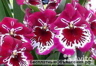 Орхидея Мильтония Лоулес фалс