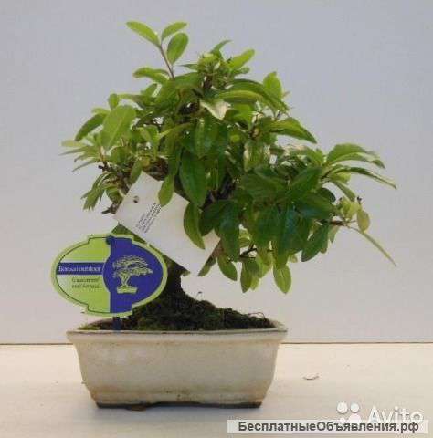 Бонсай Пираканта (рябина) 25-30 см