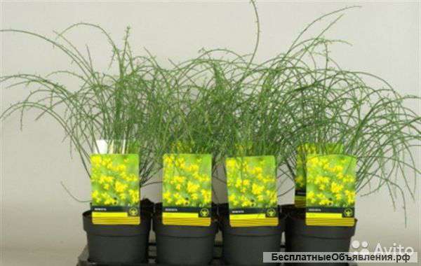 Гениста в горшке