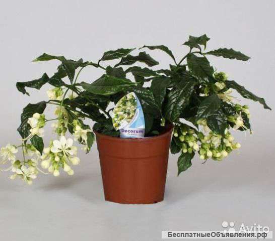 Клеродендрум Просперо 15-20 см