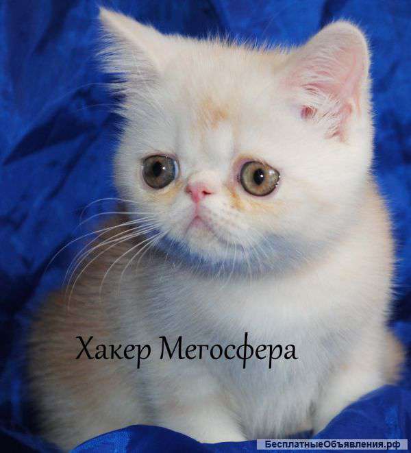 Экзотические котятки