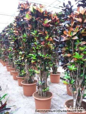 Кротон кодиеум Мисс Айстон 170-180 см