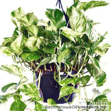 Эпипремнум Фото Комнатный