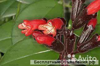 Эсхинантус Мона Лиза 40-50 см