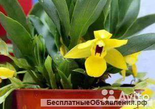 Орхидея Променея Санлайт