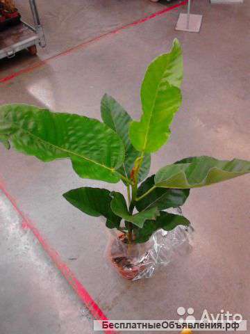 Фикус Бассей Флорис 60-70см