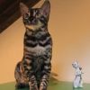 Вязка с Бенгальским котом