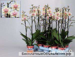 Орхидея Фаленопсис Помпеи, мультифлора, 2 ств