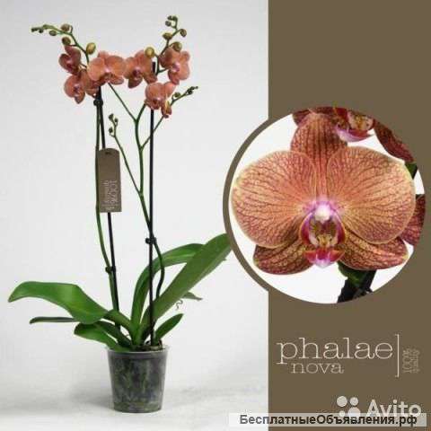 Орхидея Фаленопсис Аполло, 1, 2 ств