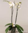 Орхидея Фаленопсис белый, 2 ст