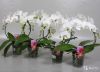 Орхидея Фаленопсис белый Зеркало, 2 ст